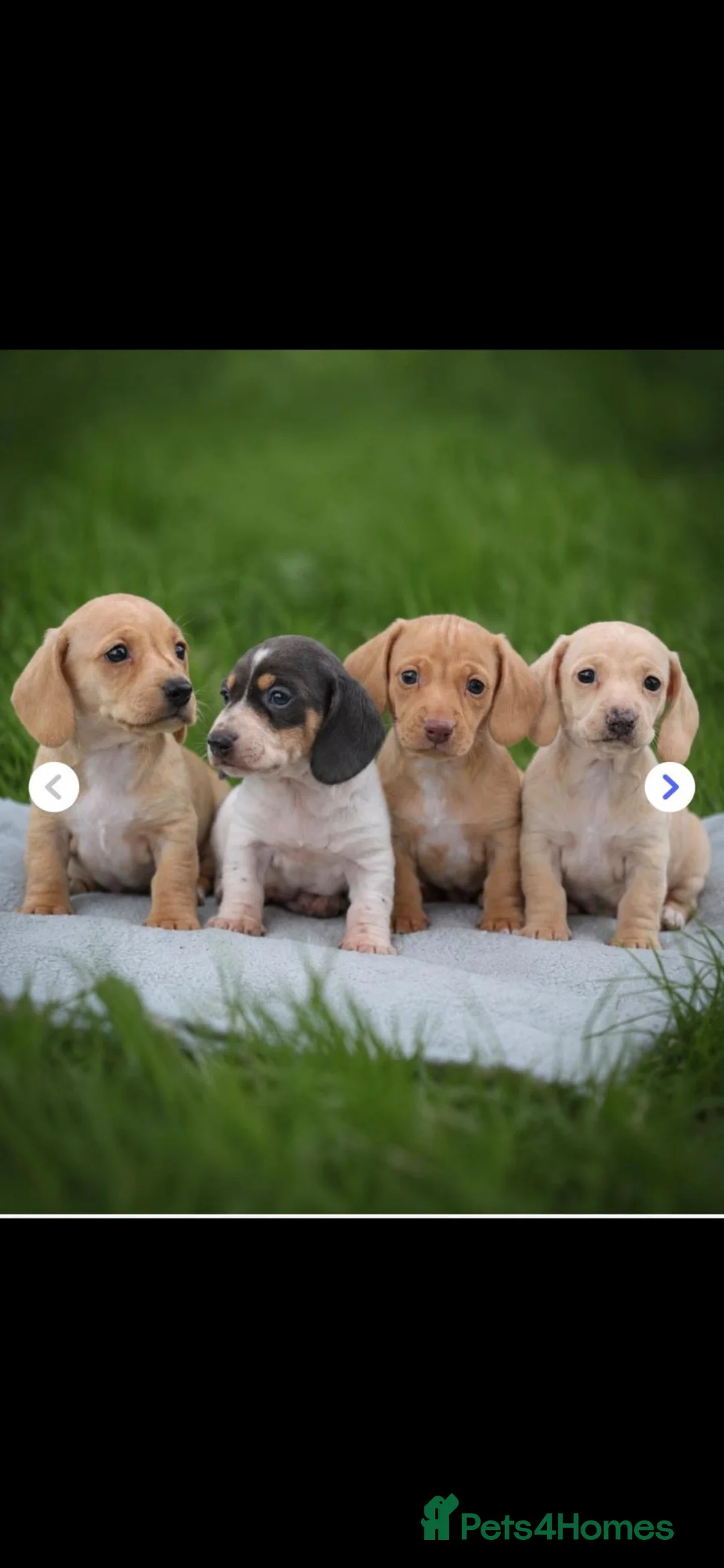 Dachshund dogs for sale: Miniature Cream Smooth Dachshunds Ready Now - Advert 1