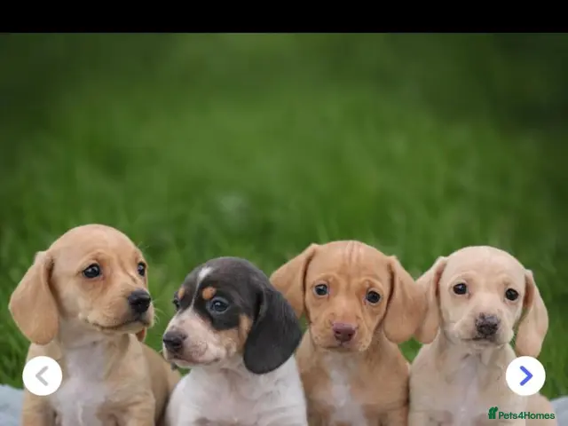 Dachshund dogs Miniature Cream Smooth Dachshunds Ready Now - Advert 14