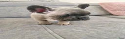 French Bulldog dogs for sale: French  in Merthyr Tydfil - Advert 5