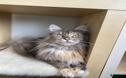 Maine Coon cats for sale: Beautiful retired girls  - Image 2