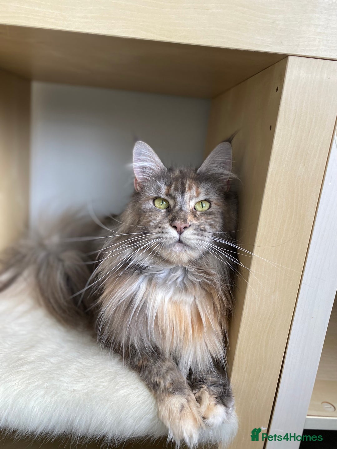 Maine Coon cats for sale: Beautiful retired girls  - Image 2
