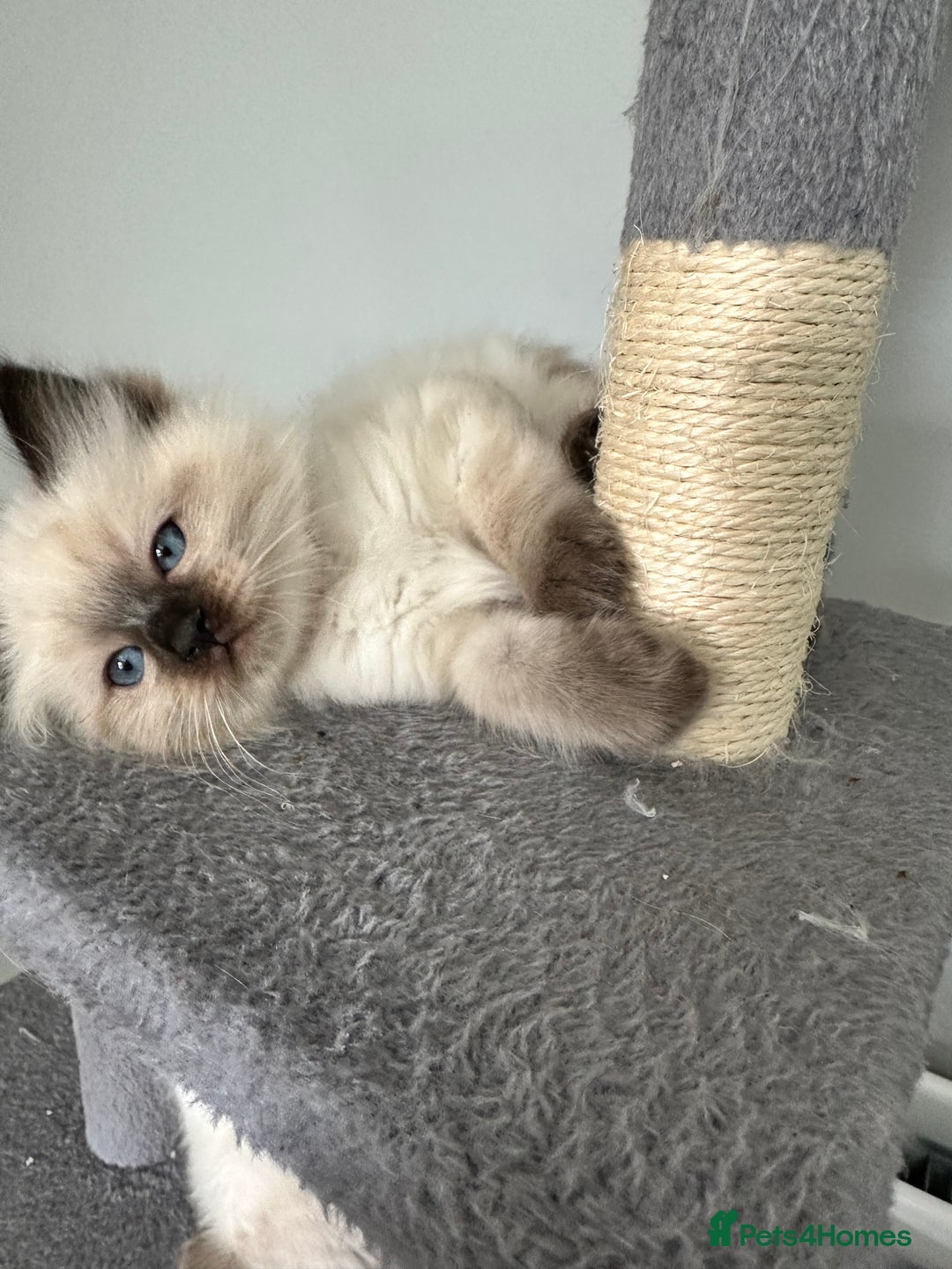 Ragdoll cats for sale: Ragdoll - Image 10