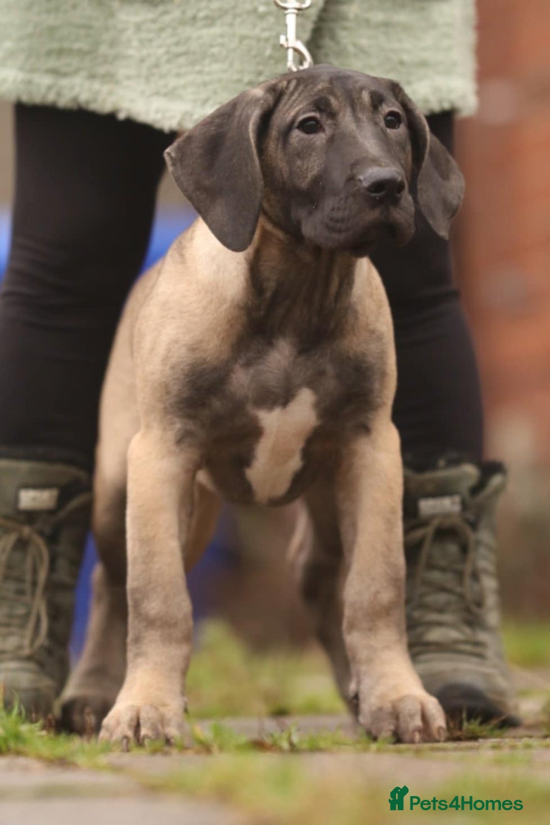 Presa Canario dogs for sale: Presa Canario pups  - Advert 1