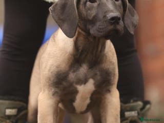 Presa Canario dogs Presa Canario pups - Advert 5