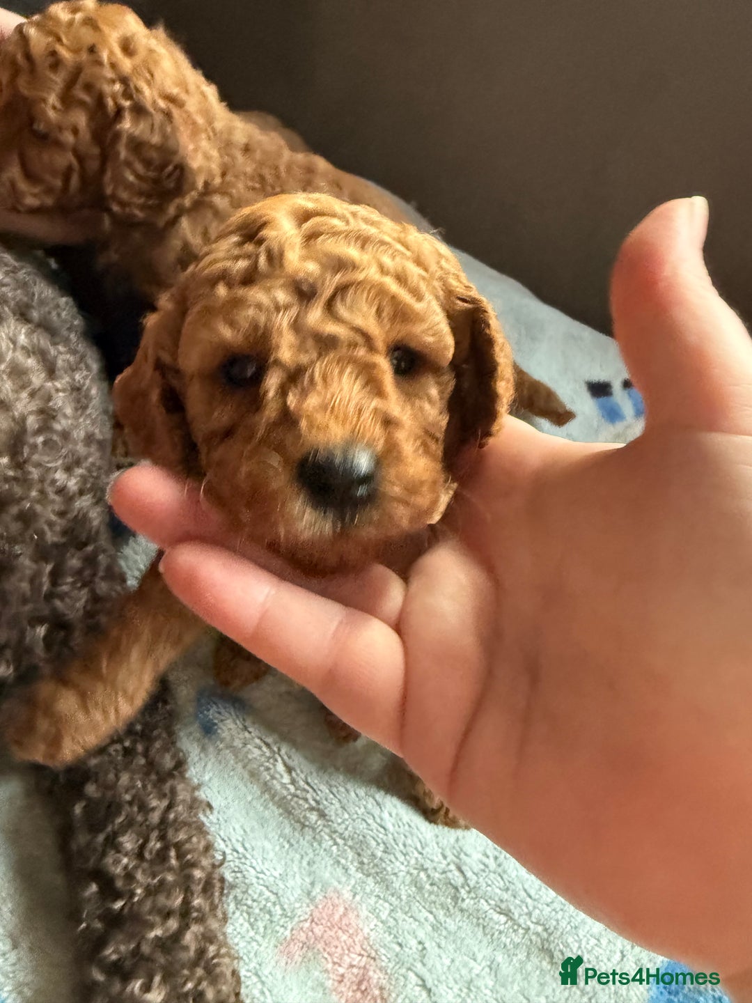 Miniature Poodle dogs for sale: KC Registered Mini Poodles ❤️ - Image 10