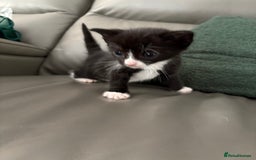 Mixed Breed cats for sale: Kittens for sale  - Image 3