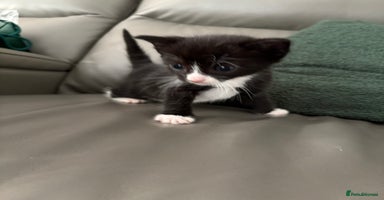 Mixed Breed cats - Advert 14