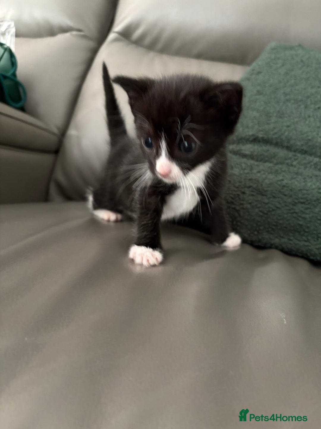 Mixed Breed cats for sale: Kittens for sale  - Image 3