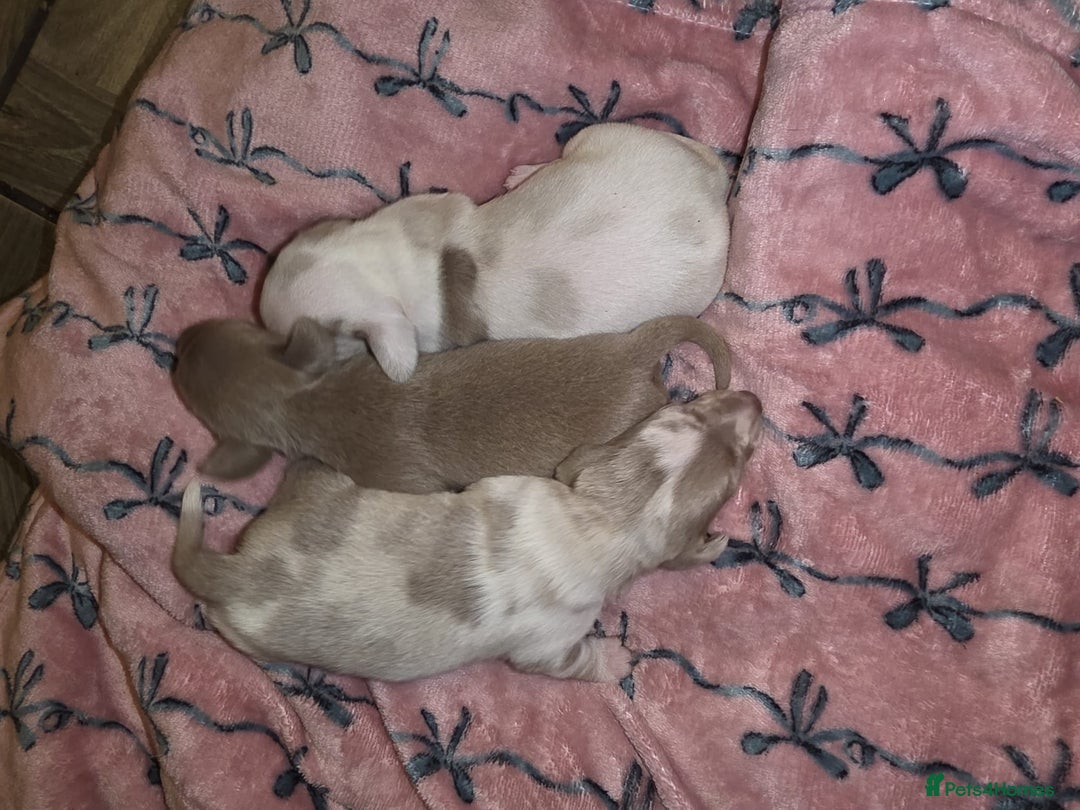Dachshund dogs for sale: Mini daschund puppies - Image 13
