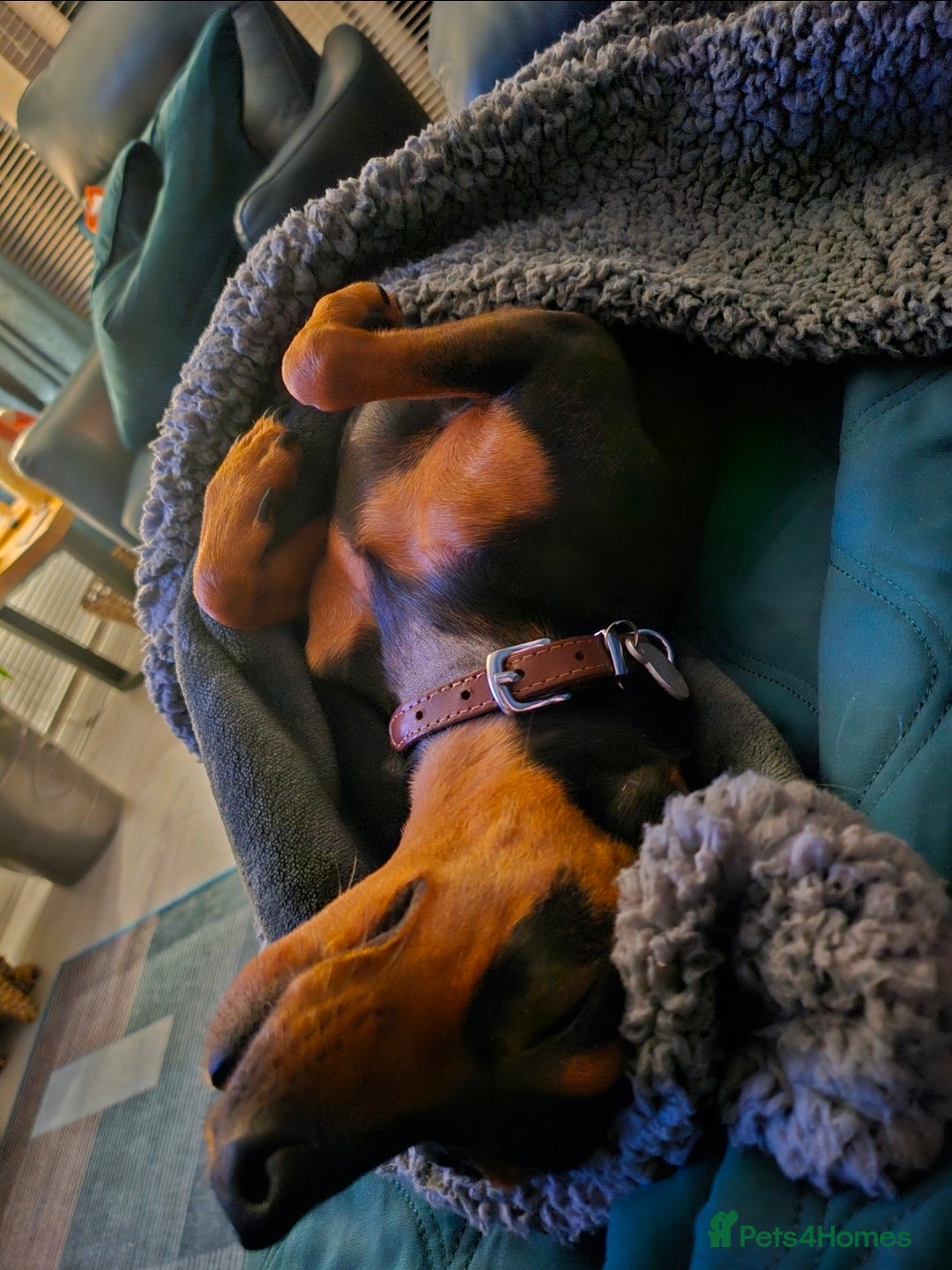 Miniature Pinscher dogs for sale: Miniture pincher male  - Advert 14