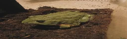 Frog reptiles for sale: Giant African bullfrog (TREVOR) - Advert 5