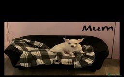 Pomchi dogs for sale: For sale girl Pomchis - Image 3