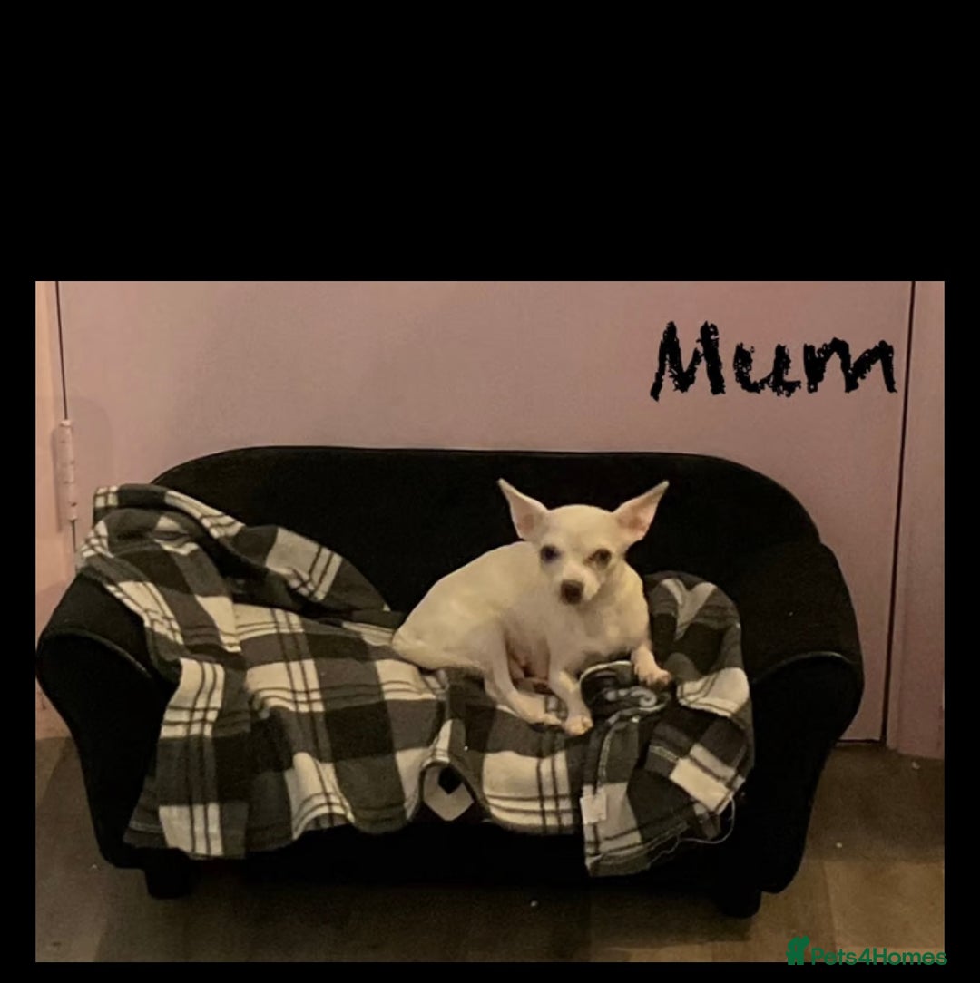 Pomchi dogs for sale: For sale girl Pomchis - Image 3