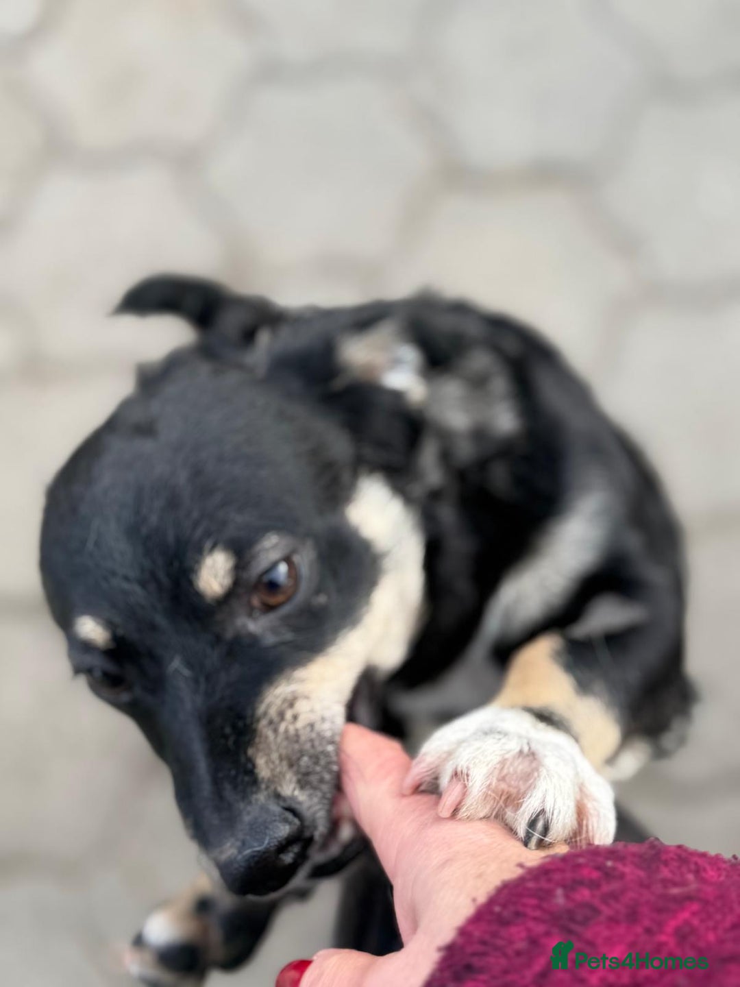 Mixed Breed dogs for adoption: OBI - a Lovely little young boy for a Loving Home - Advert 22