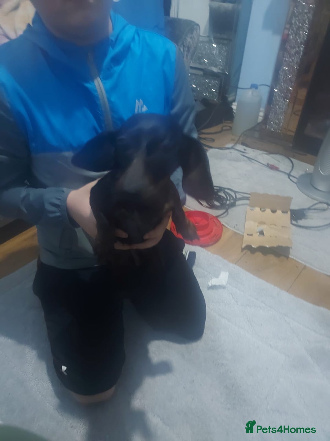 Miniature Dachshund dogs for sale: Miniature daschund  - Advert 3