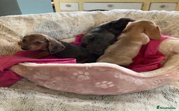 Mixed Breed dogs for sale: Dachshund x basset hound  - Image 10
