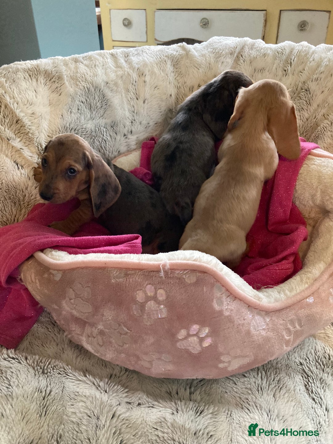 Mixed Breed dogs for sale: Dachshund x basset hound  - Image 10
