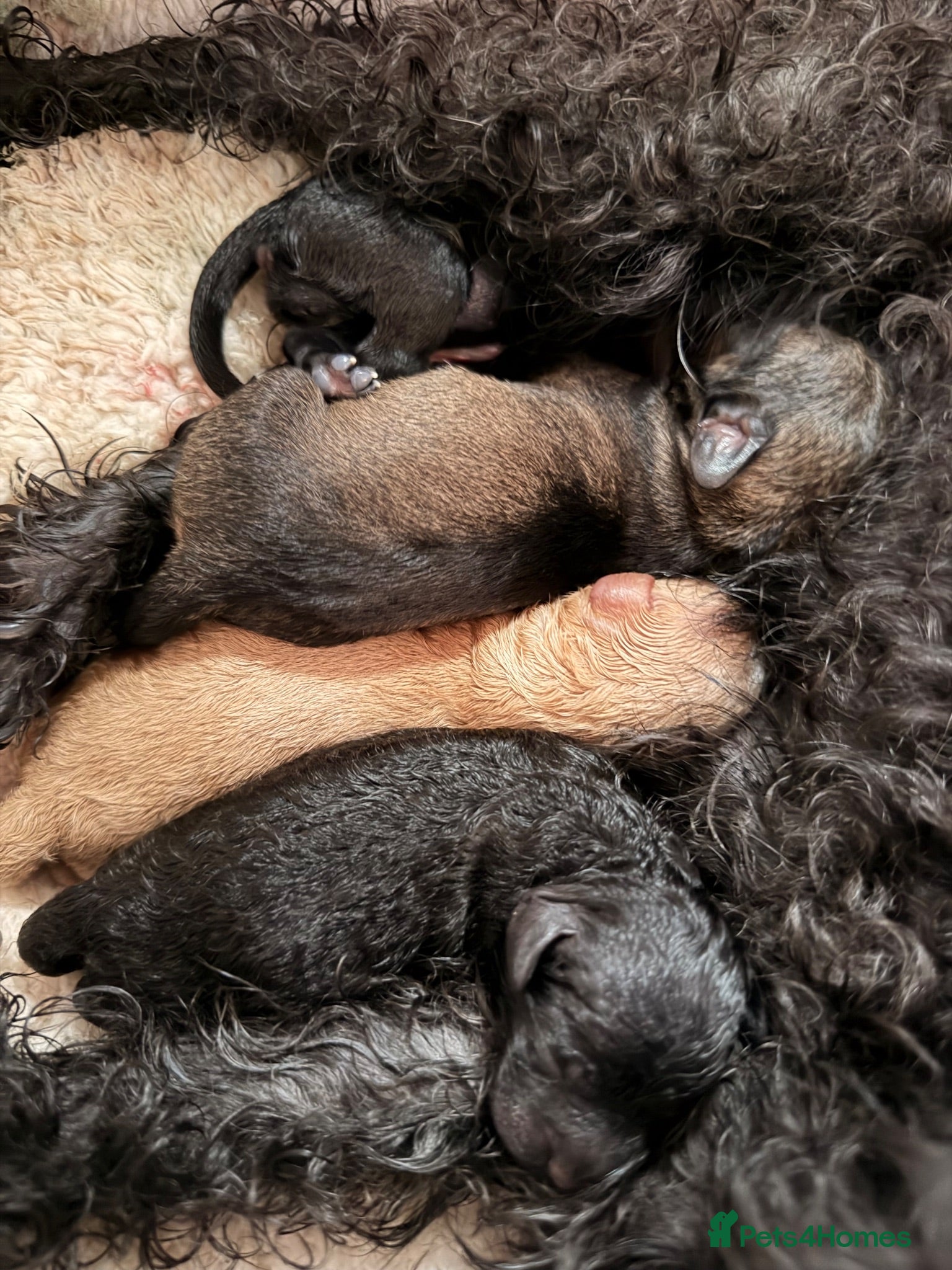 Schnoodle dogs Toy poodle x mini schnauzer - Advert 5