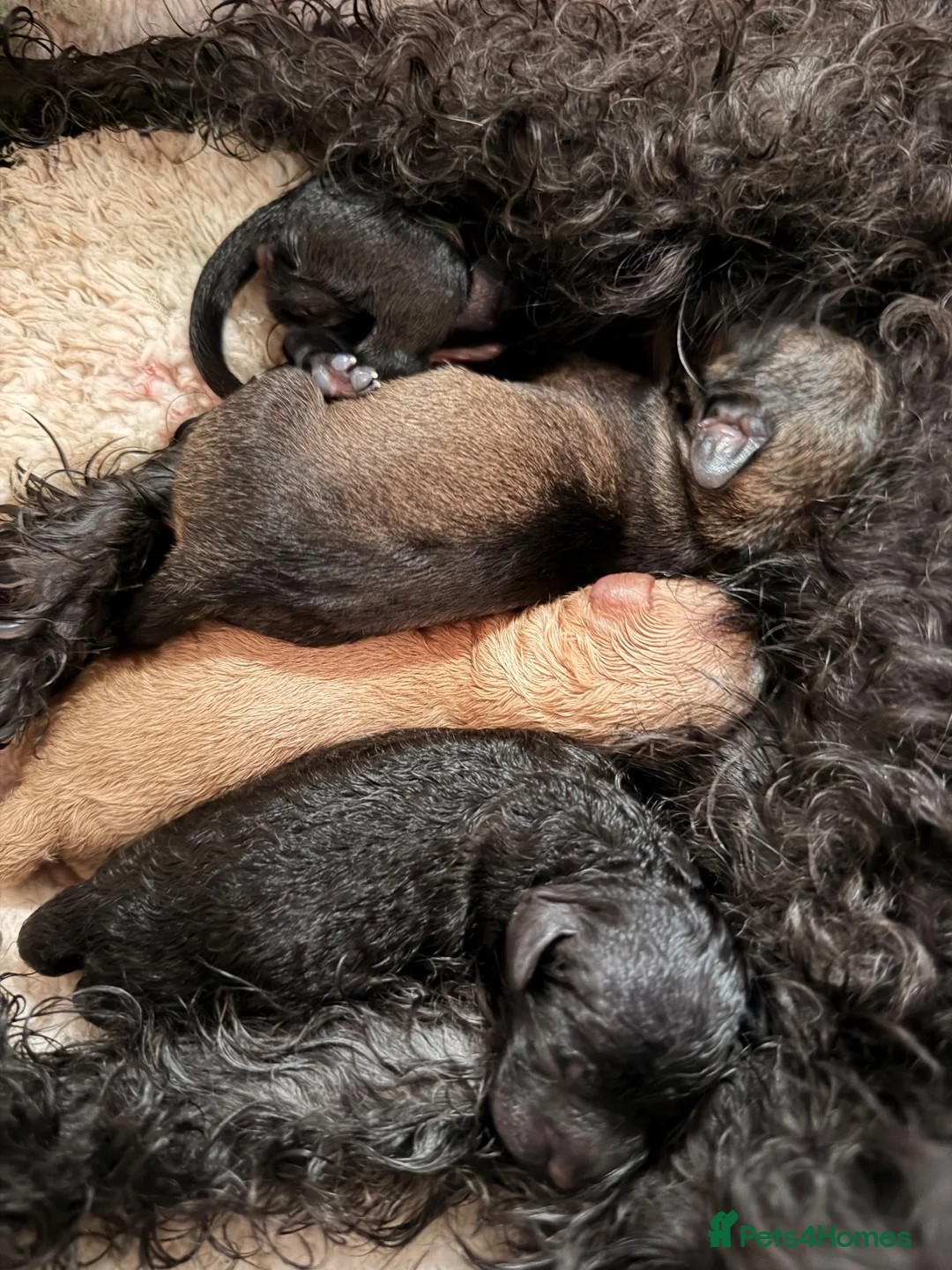 Schnoodle dogs for sale: Toy poodle x mini schnauzer - Advert 2
