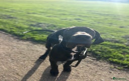 Great Dane dogs for sale: Puppy - Great Dane 5 months  - Image 2