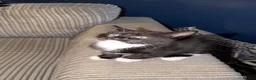 Domestic Shorthair cats for sale: 1 male 1 female kitten for sale.  - Advert 5