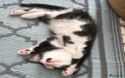 Domestic Shorthair cats for sale: Beautiful friendly Kittens  - Image 20
