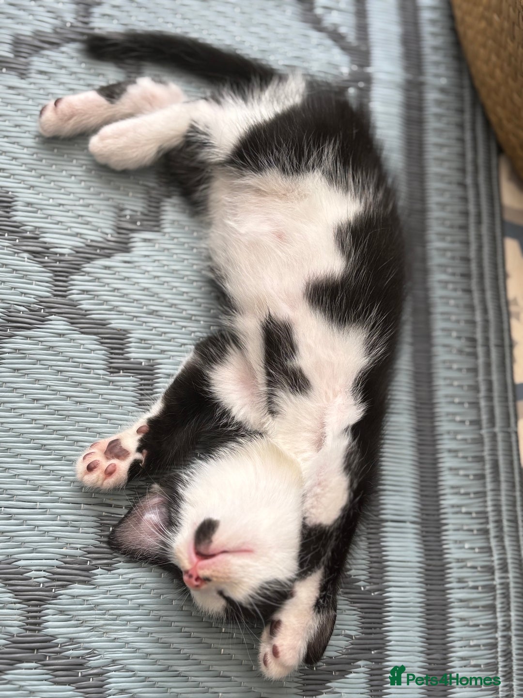 Domestic Shorthair cats for sale: Beautiful friendly Kittens  - Image 20