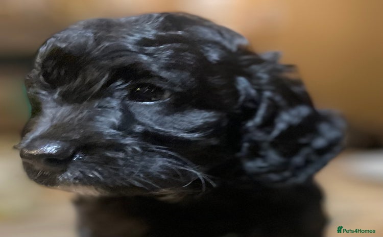 Cockapoo dogs - Advert 11