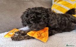 Cockapoo dogs for sale: Fully Vaccinated, Adorable small Cockapoo puppies - Image 24