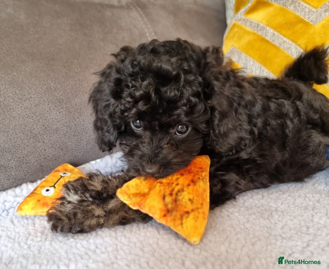 Cockapoo dogs for sale: Fully Vaccinated, Adorable small Cockapoo puppies - Image 24