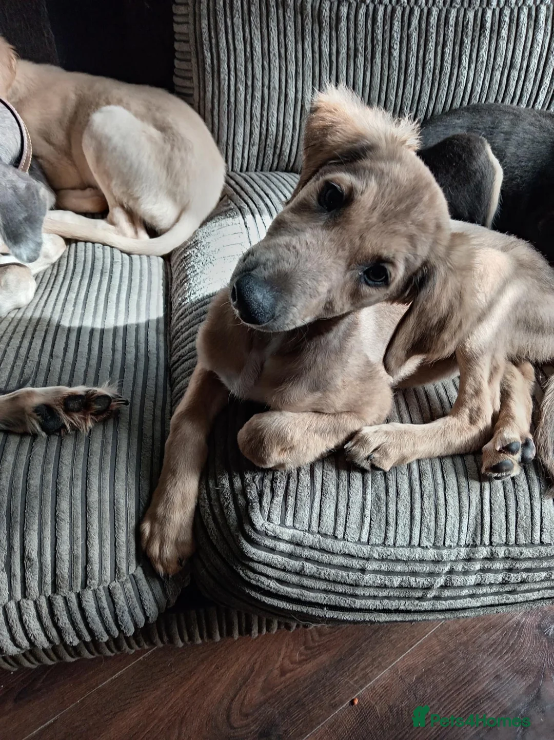 Saluki dogs for sale: Saluki  ** d saluki whippet  - Advert 2