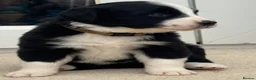 Mixed Breed dogs for sale: Outstanding Bordernese puppies ready this weekend - Advert 3