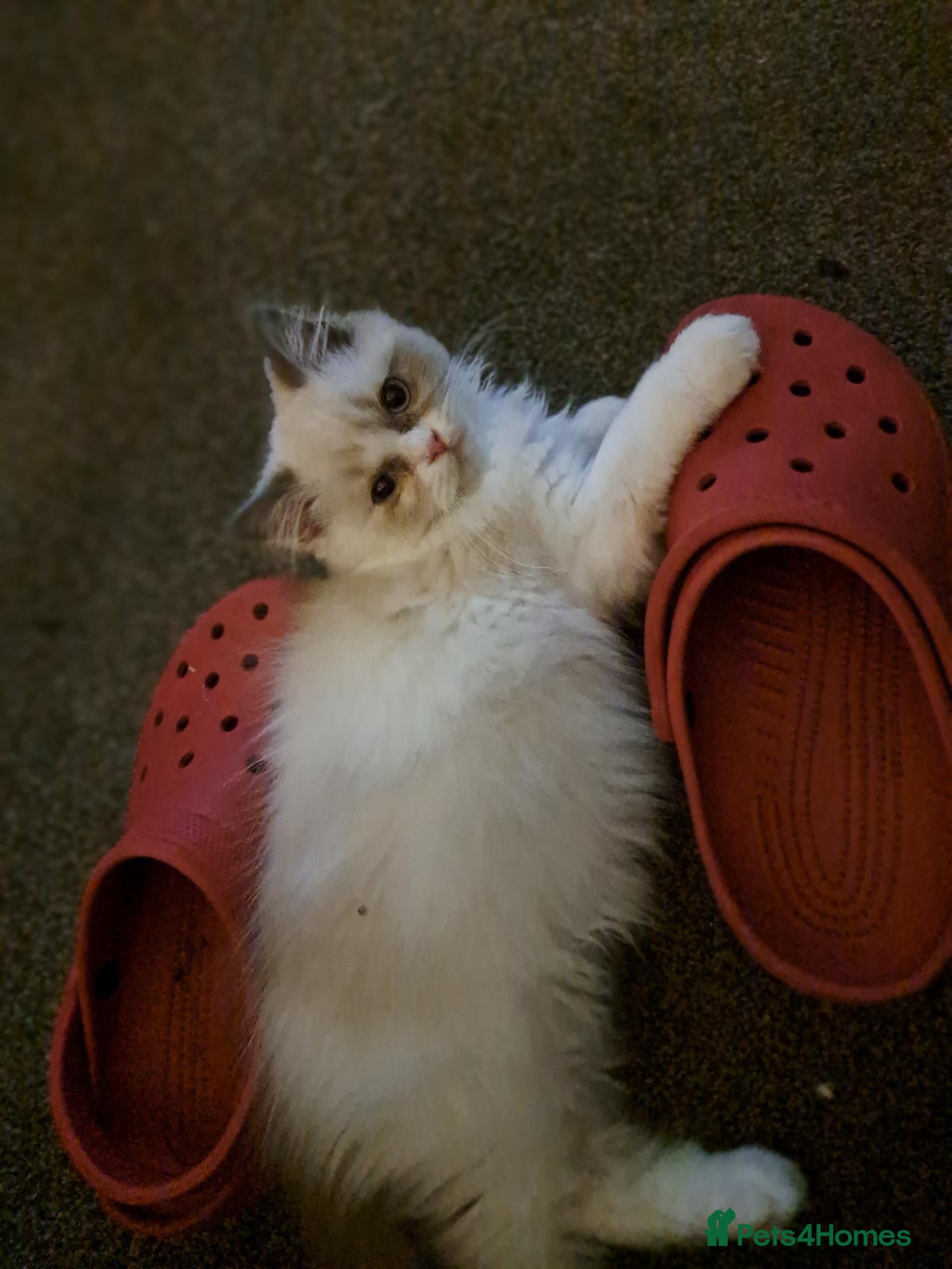 Ragdoll cats for sale: 3 Ragdoll/ Persian kittens. Last girl left    - Advert 2