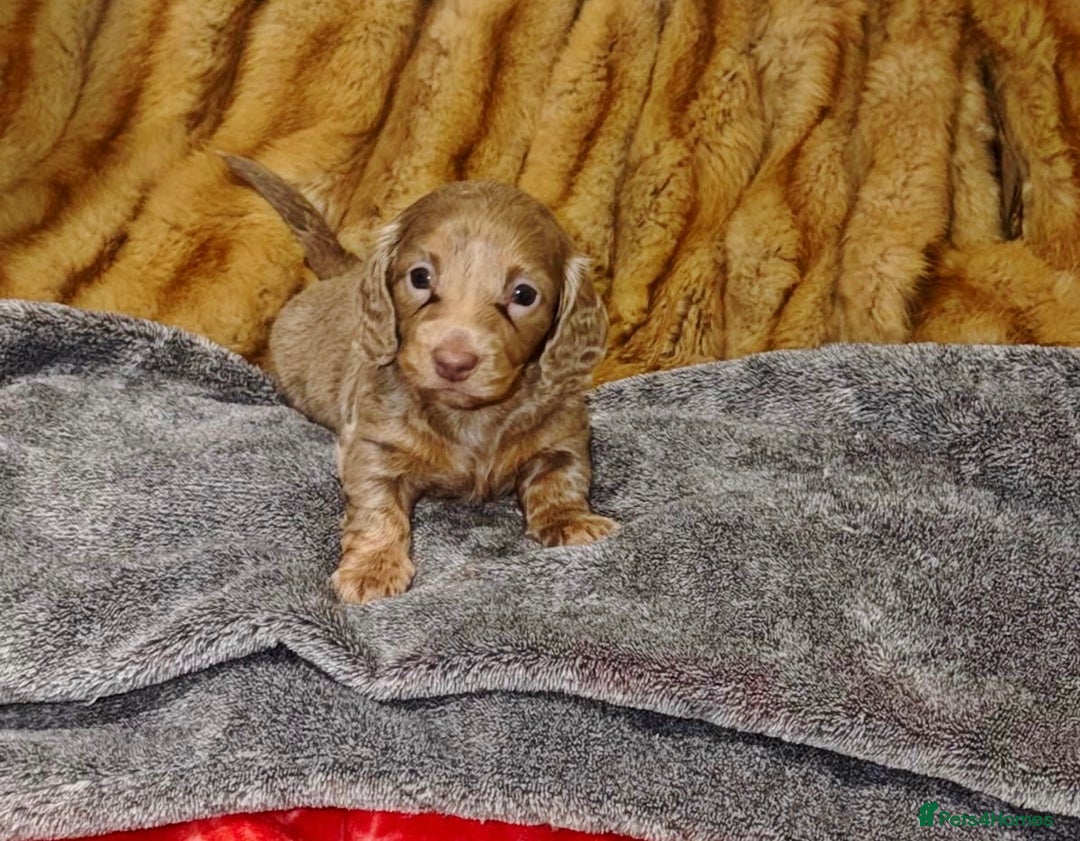 Miniature Dachshund dogs for sale: 💎RARE BREED/RARE BLOODLINE🩸 DACHSHUND PUPS 🐾 💕 - Advert 11