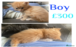 Mixed Breed cats for sale: Ragdoll x Tabbie - Image 6