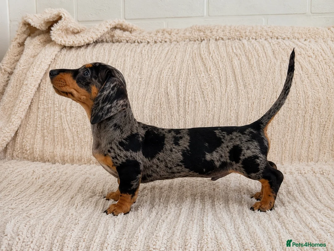 Miniature Dachshund dogs for sale:  5★ LICENSED BREEDER • KC SILVER DAPPLE BOY - Advert 1