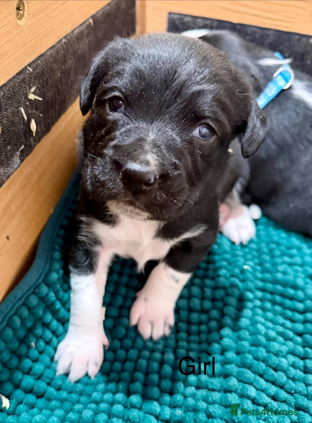 Sprollie dogs for sale: Sprollie puppies from experienced breeder  - Advert 2