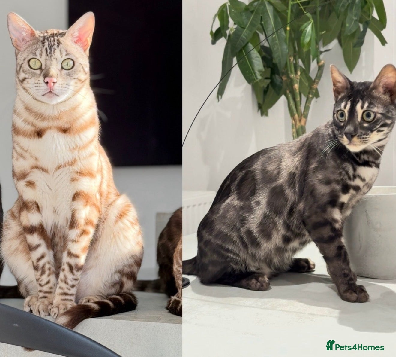 Bengal cats Hugo and Creed. Best Friends. Pedigree Bengals - Advert 6