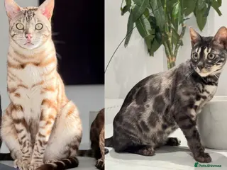 Bengal cats Hugo and Creed. Best Friends. Pedigree Bengals - Advert 8