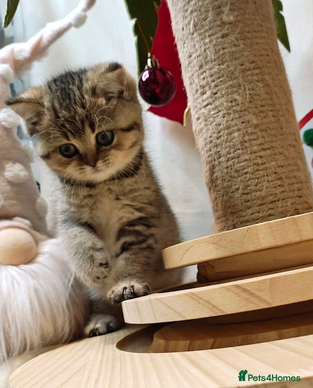 British Shorthair cats for sale: Blue golden girl Tica registered  - Advert 12