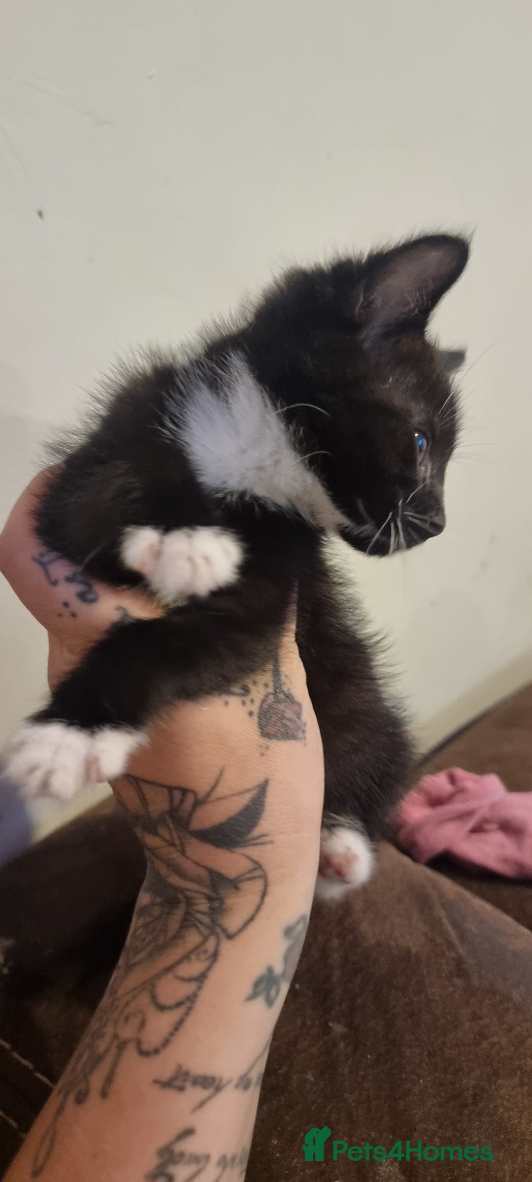 Mixed Breed cats for sale: Beautiful kittens - Image 9