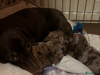 Miniature Dachshund dogs Miniature Dachshund - Advert 1