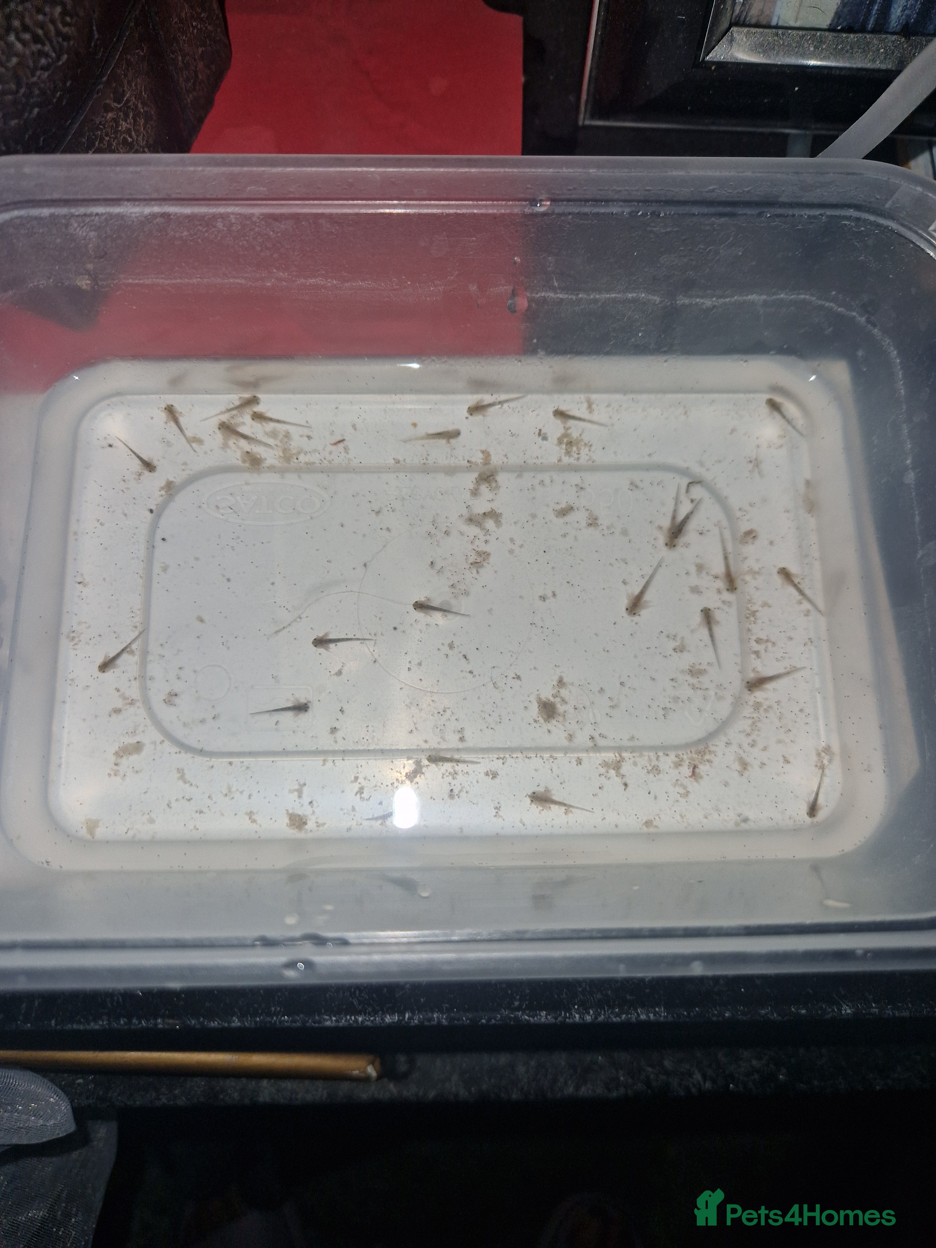 Axolotl reptiles Axolotls  - Advert 12