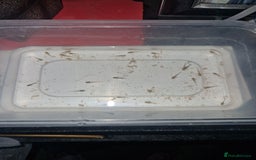 Axolotl reptiles for sale: Axolotls  - Image 1