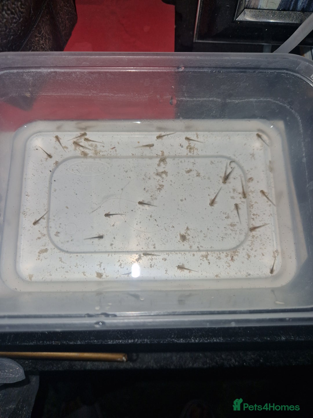 Axolotl reptiles for sale: Axolotls  - Image 1
