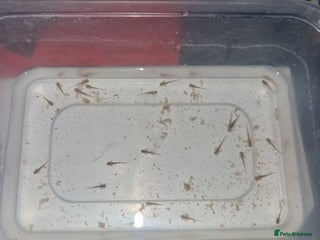 Axolotl reptiles - Advert 4
