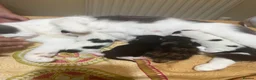 Mixed Breed cats for sale: 2 kittens left  - Advert 2
