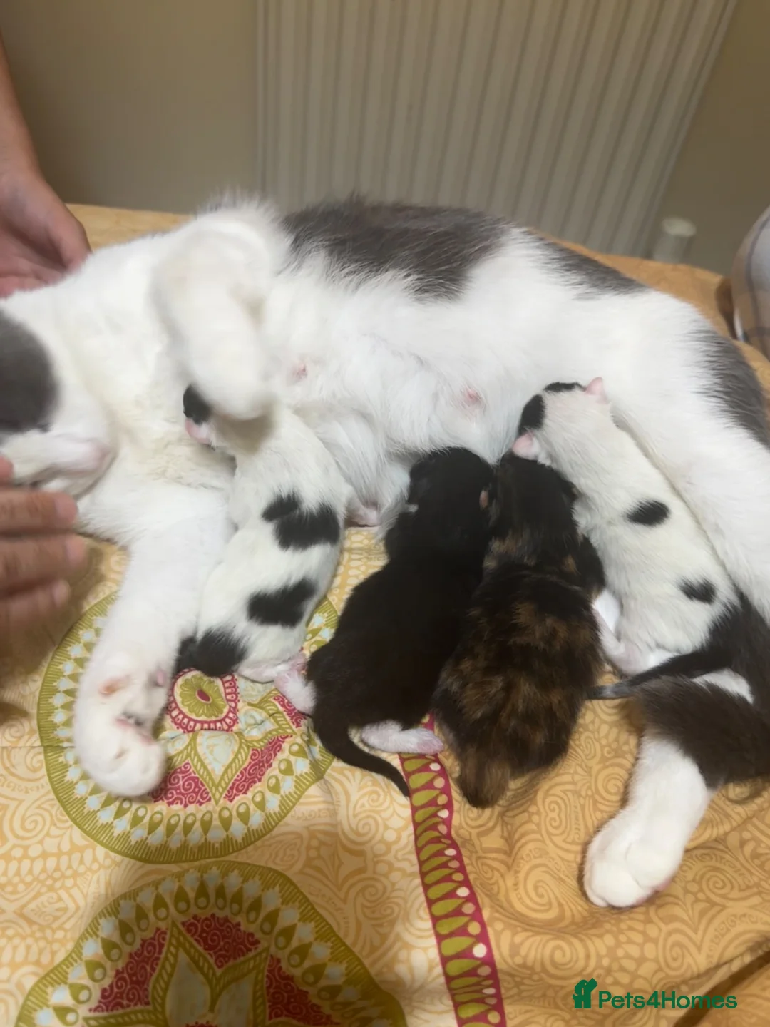 Mixed Breed cats for sale: 2 kittens left  - Advert 2