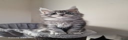 Maine Coon cats for sale: Pure Maine coon - Advert 37