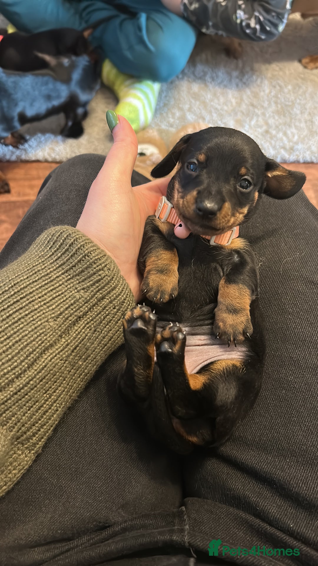 Miniature Dachshund dogs for sale: Beautiful miniature dachshunds  - Advert 1
